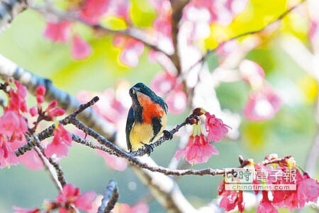 
身材嬌小的紅胸啄花鳥，與山櫻花相輝映。（莊哲權攝）
 