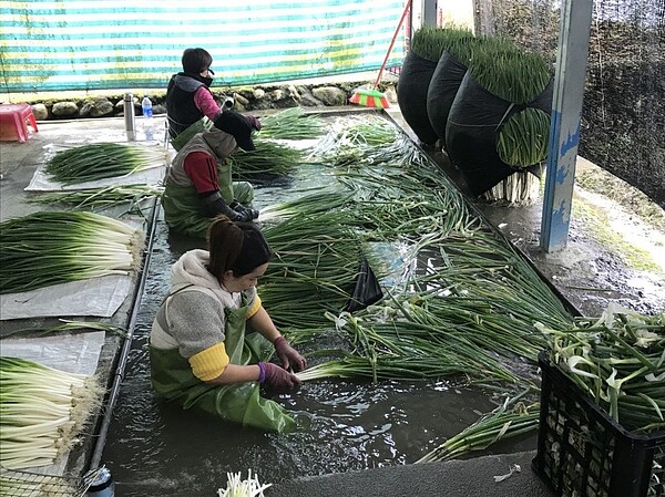 蔥價慘澹，農民哀苦連天。圖／黃錫鏞提供