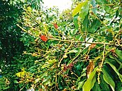 防荔枝椿象蟲害　政府「四管齊下」