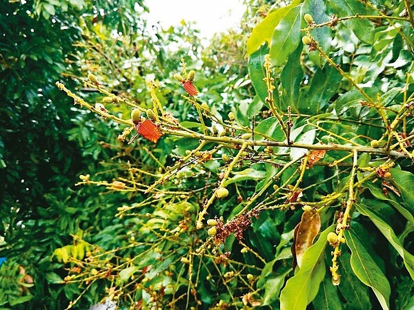 去年台灣中部爆發荔枝椿象的紅色蟲蟲大軍危機,造成龍眼無法開花結果,讓果農心有餘悸。 圖/聯合報系資料照片