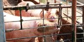 中國禁加拿大豬肉商進口　加國這樣說