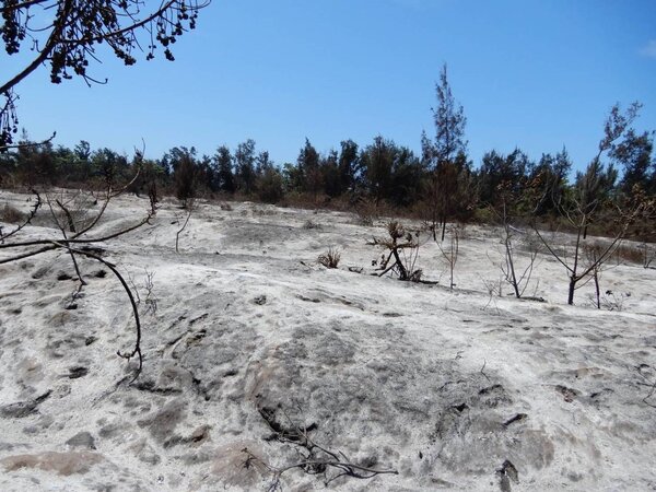 2015號保安林去年4月火燒後情形。圖／嘉義林管處提供