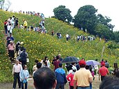 塞爆了！恐怖車陣500公尺　花壇金針花海被摧殘