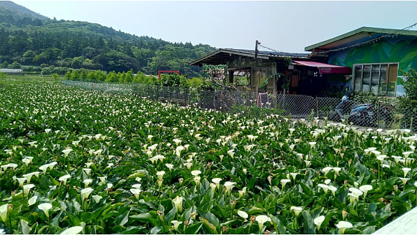 海芋花田依然美麗。圖／北市府產業局提供