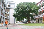護百歲樹　曹公國小校舍變弧型