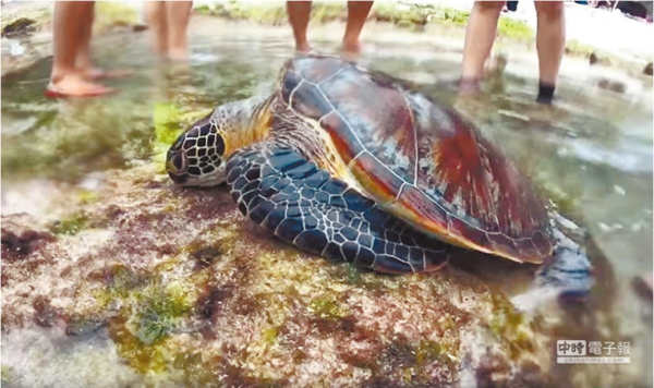 小琉球傳出保育類海龜遭有心人士持魚叉刺傷，受傷小海龜被救上岸後，已經奄奄一息。（林和生翻攝）