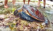 小琉球海龜　慘遭魚叉穿甲獵殺