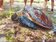 小琉球海龜　慘遭魚叉穿甲獵殺