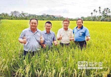 接連梅雨造成部分地區一期稻作輕微倒伏，農糧署南區分署長姚志旺（左二）呼籲農民不要搶收。（潘建志攝） 