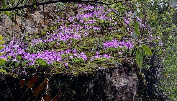南投山區近期發現大片野生台灣一葉蘭，因憂心遭盜採破壞，保育人士對地點超保密。圖／讀者提供