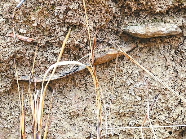 台南文化資產保護協會最近在南山公墓發現疑似史前遺址,找到許多紅陶。 圖/文資協會提供