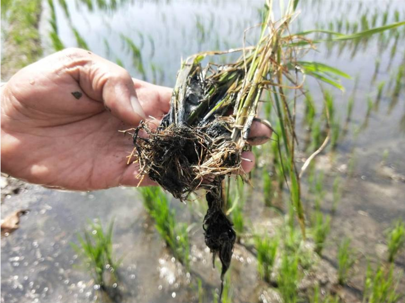 這一大片綠油油的稻子，部分因敗根而死亡，農民疑建商排放地下水所致。（陳淑娥攝）