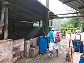 淡水豬隻驚傳血痢　新北消毒檢驗沒感染非洲豬瘟