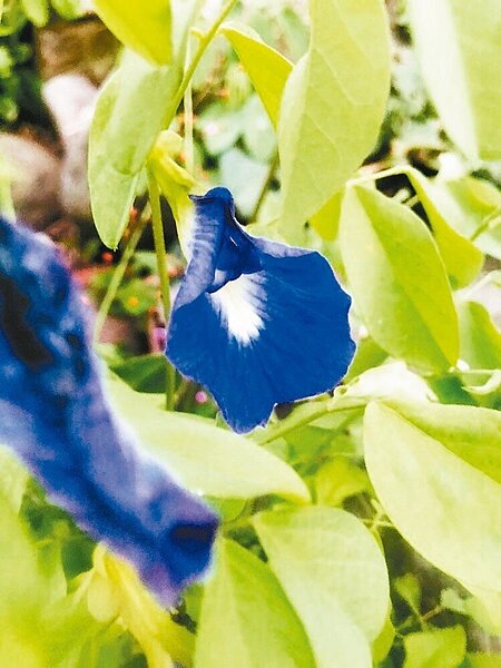 蝶豆花缺食用安全性評估，北市衛生局說不可以吃，圖是蝶豆花。 圖／讀者提供