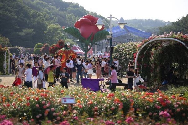 民眾在展場內，可欣賞到約6萬株玫瑰盛開的場景。圖／擷取自韓國觀光公社官網