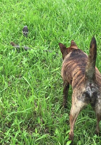 宜蘭河濱公園出現2米長的眼鏡蛇,在民眾常運動的草地探出頭鑽動,狗對牠狂吠。(圖/讀者提供)