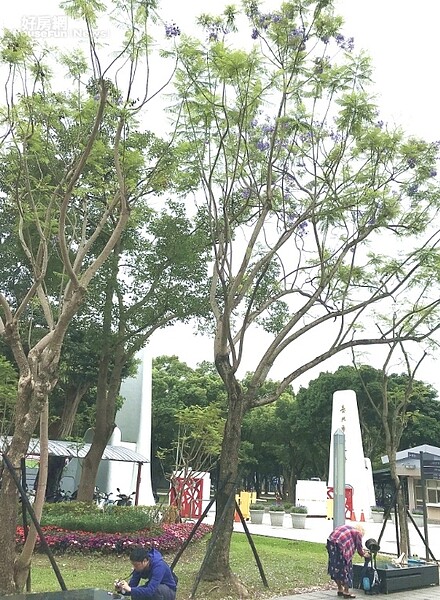 台北市工務局表示,市立大學校園就可以欣賞到「藍花楹」。照片台北市工務局提供