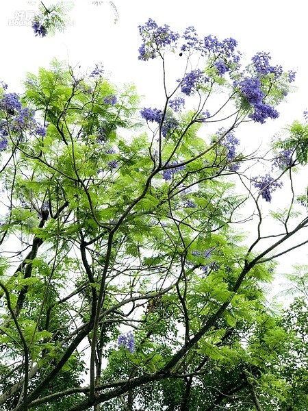 「藍花楹」的花朵呈現紫藍色。照片台北市工務局提供