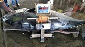 屏東今年最大黑鮪魚396公斤　漁民：在早年算小的