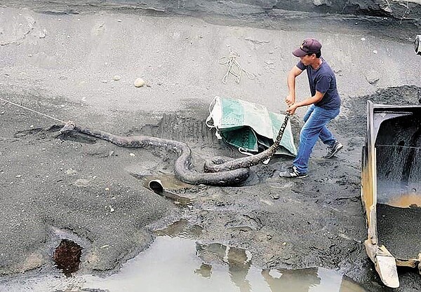 橫跨高屏地區的斜張橋下正進行高屏溪河川疏濬工程，近日有怪手進行開挖時驚見一隻約5米長巨蛇盤據河床，4名工程人員配合重機具將牠活逮，整個過程都被記錄並放至網路，引來民眾熱議。（圖／翻攝爆廢公社）