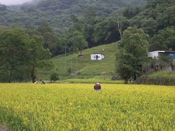 往年平地金針盛產情形。圖／民眾提供