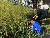 官田國小準畢生種水稻　下田收割助弱勢童