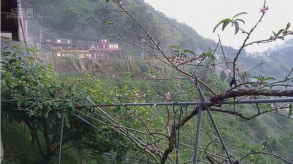 桃園市復興區上巴陵地區水蜜桃果園，遲了1個月才進入開花期，往年此時都進入疏果期，要準備套袋作業了，果農看了都傻眼。 圖／復興區農會提供