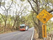 救石虎關鍵十秒！路殺預警系統首上線