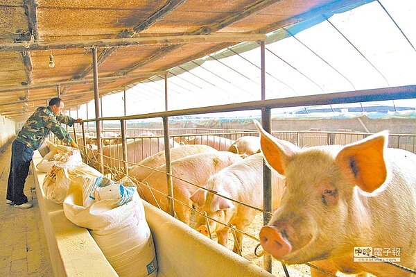 大陸非洲豬瘟蔓延,40%與廚餘餵食有關。圖為河北某豬舍。(圖 /新華社資料照片)
