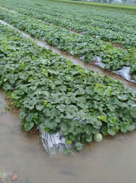 新豐鄉的農業特產洋香瓜、西瓜及哈蜜瓜的瓜田，也因大雨轟炸而嚴重積水。（圖／聯合報讀者提供）