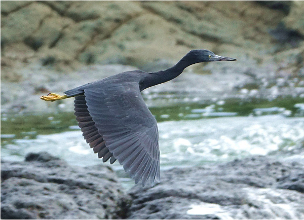 基隆嶼上也有不少動物生態供觀賞,圖為岩鷺。圖/基隆鳥會提供