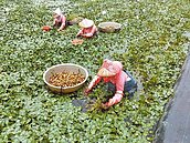 產量高　四角菱提前採收