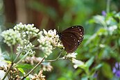 成千上萬蝶群　過境北八卦山區