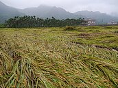 「好像颱風來襲！」高雄最大米倉稻田倒成一片