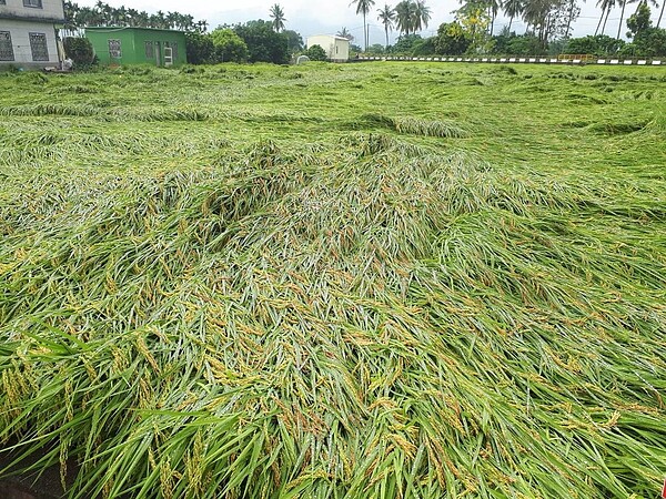 昨天高雄地區豪雨受害農作物為水稻。圖／高雄市農業局提供
