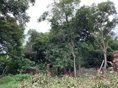 台南麻豆名醫故居　百年白蓮霧樹因這原因要砍除