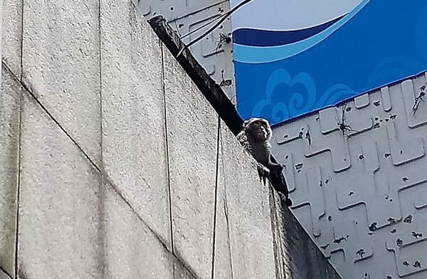 今天上午有一隻台灣獼猴大鬧基隆市區，牠在基隆市政府、文化中心內外竄逃。圖／基隆市政府提供