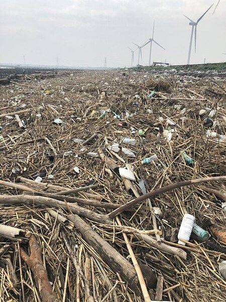 彰化縣伸港鄉出海口近日被大量樹枝夾帶垃圾攻佔,甚至連附近蚵架也遭殃,更影響採蚵車和漁民出入,縣議員賴清美說,蚵農擔心,若再下雨,這些樹枝和垃圾會再一次沖進蚵棚,清都清不完,希望相關單位盡速清理。(圖/彰縣賴清美提供)