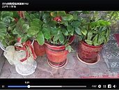 大雨過後登革熱恐肆虐　環保署呼籲民眾「做這些事」