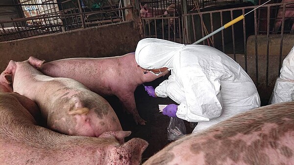 金門縣防疫所監控金沙鎮4座豬場,所有豬隻並無異狀。圖/金門縣府提供