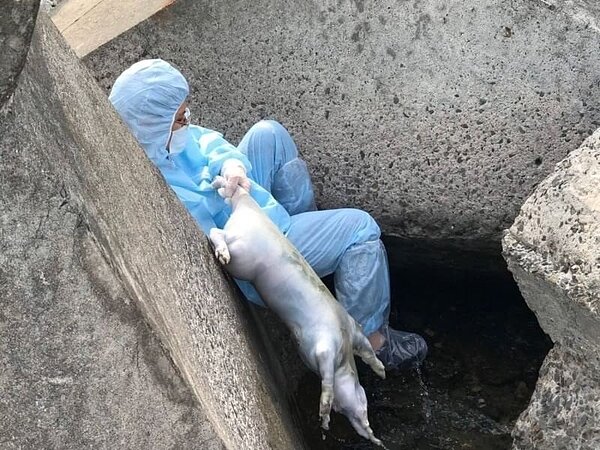 海巡署南部分署第五岸巡隊小琉球安檢所昨日(25日)上午11點,接獲民眾報案於中澳沙灘發現豬隻屍體在海上漂流。記者江國豪/翻攝