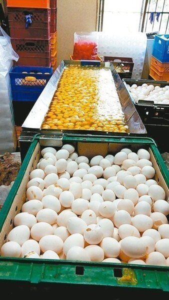 元山蛋品為牟取暴利，用已經發霉、長蟲，沾染雞屎的次級蛋，打成液蛋賣出。 聯合報資料照片