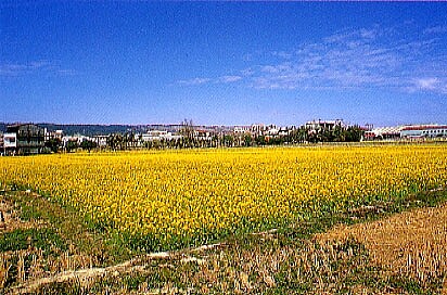 冬之鳥山。（圖／農田水利會聯合會）