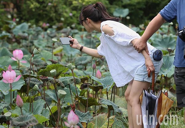 全台高溫炎熱，民眾前往台北植物園荷花池畔賞花。（記者侯永全／攝影）