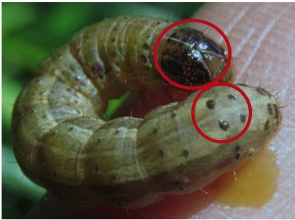 秋行軍蟲成熟幼蟲頭殼可見一黃色倒 Y 狀紋路，背部各體節具梯形狀分布之四個斑點，於近末節處則具呈方形分布。圖／農委會提供