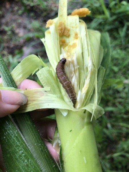 秋行軍蟲危害玉米。圖／農委會提供