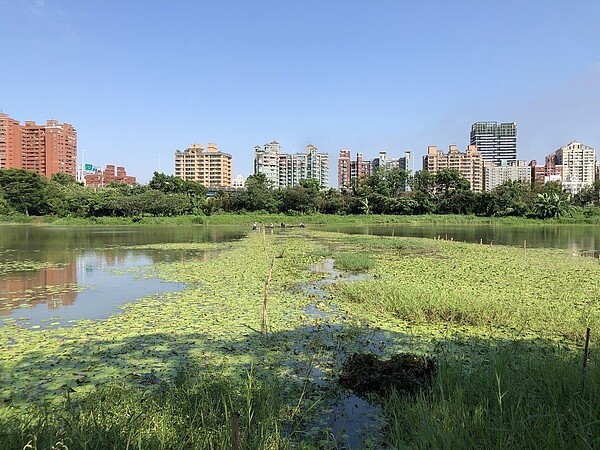 洲仔濕地是唯一在高雄市區的國家級濕地。圖／高雄市養工處提供