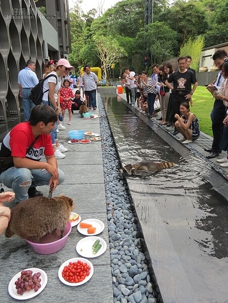 鄉林集團在端午節找來三隻浣熊，進入豪宅社區。照片鄉林集團提供