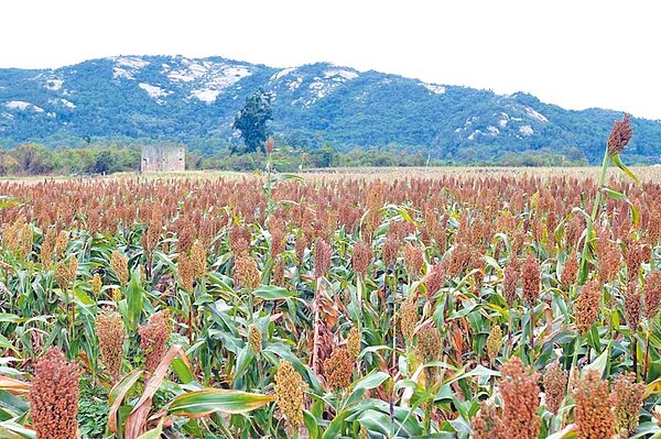 一旦秋行軍蟲入侵金門,高粱作物將面臨嚴重危害。(李金生攝)