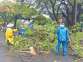 成大校園鳳凰樹倒　壓傷學生